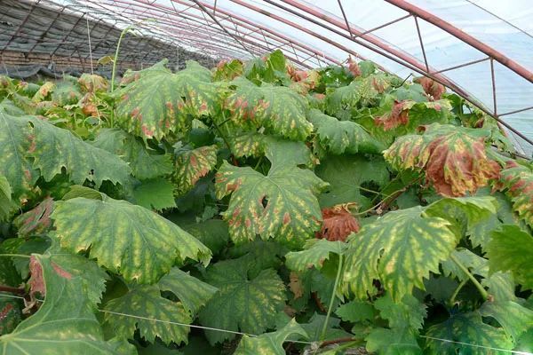 缺鎂.jpg 缺鎂.jpg