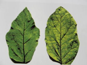 缺錳.jpg 缺錳.jpg