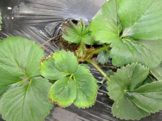 缺銅.png 缺銅.png