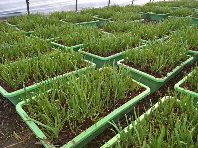 盆栽蔬菜.jpg 盆栽蔬菜.jpg