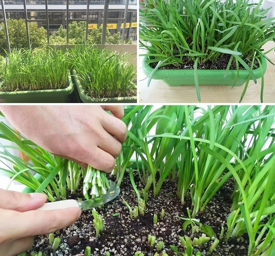 割茬.jpg 割茬.jpg