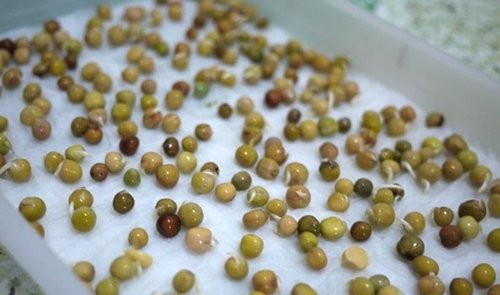 催芽.jpg 催芽.jpg