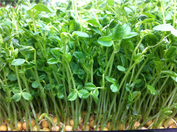 無土栽培豌豆苗.jpg 無土栽培豌豆苗.jpg