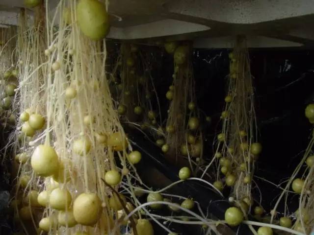 氣霧栽培 .jpg 氣霧栽培 .jpg