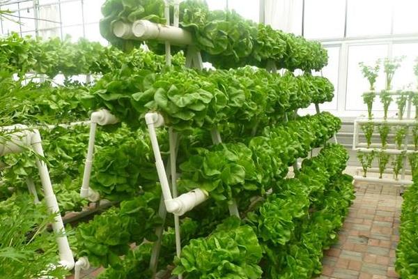 無(wú)土栽培.jpg 無(wú)土栽培.jpg