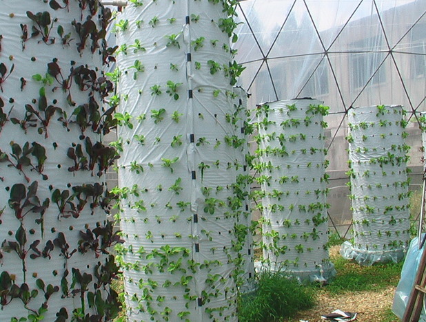 無(wú)土栽培立體垂直栽培.JPG 無(wú)土栽培立體垂直栽培.JPG
