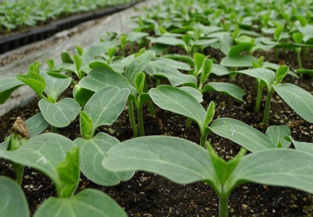 無土栽培基質(zhì)育苗.jpg 無土栽培基質(zhì)育苗.jpg