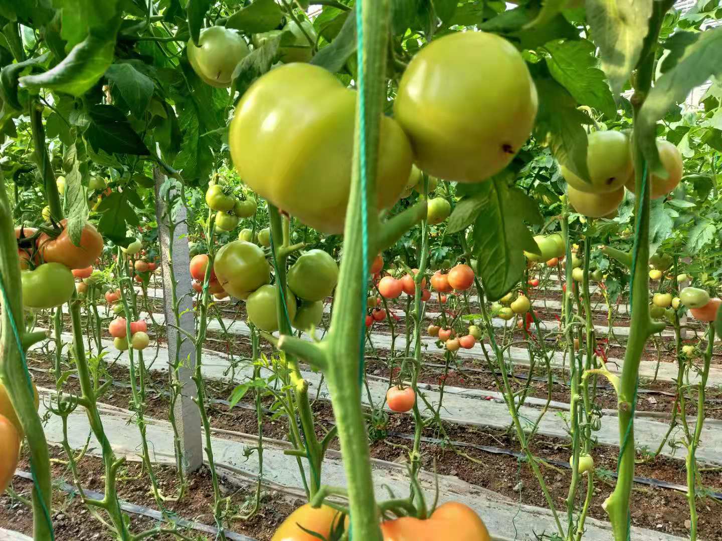 無(wú)土栽培沙培西紅柿.jpg 無(wú)土栽培沙培西紅柿.jpg