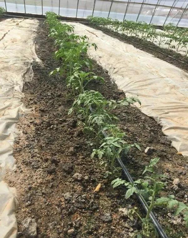 無(wú)土栽培沙培西紅柿.jpg 無(wú)土栽培沙培西紅柿.jpg