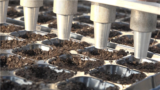 無土栽培穴盤播種.JPG 無土栽培穴盤播種.JPG