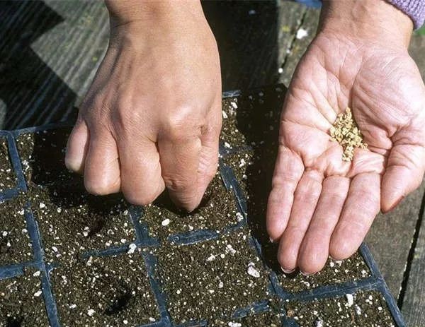 無土栽培穴盤播種.jpg 無土栽培穴盤播種.jpg