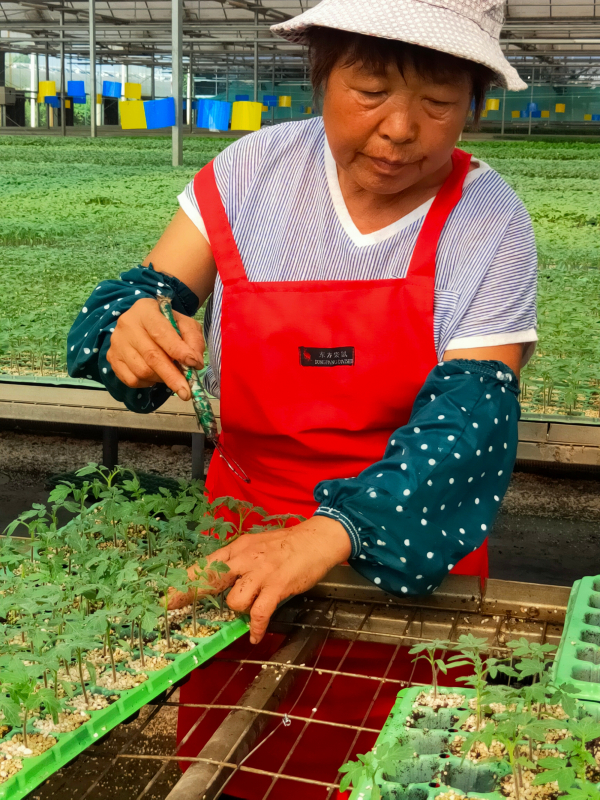 無土栽培間苗和補苗.jpg 無土栽培間苗和補苗.jpg