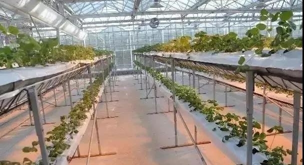 “H”型栽培架.jpg “H”型栽培架.jpg