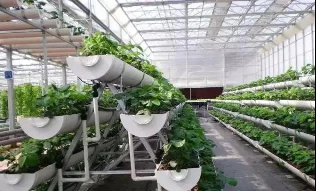 “A”字型栽培架.jpg “A”字型栽培架.jpg