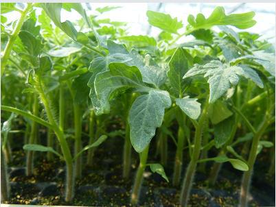 無土栽培--穴盤育苗.jpg 無土栽培--穴盤育苗.jpg