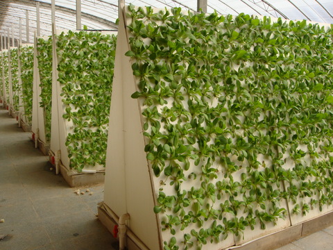 無土栽培霧培.JPG 無土栽培霧培.JPG