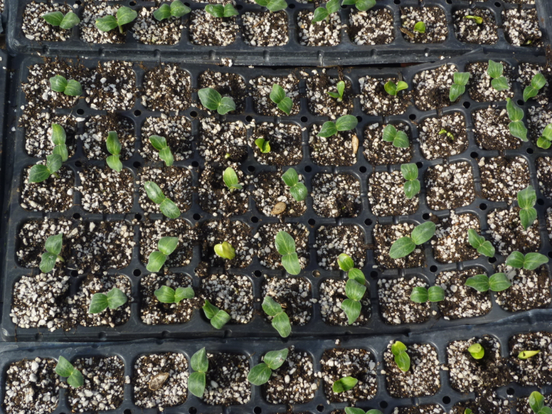 無土栽培穴盤育苗.JPG 無土栽培穴盤育苗.JPG