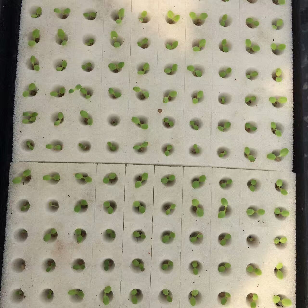 無土栽培水培育苗.jpg 無土栽培水培育苗.jpg