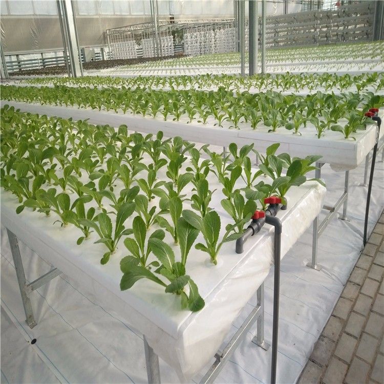 無土栽培深夜流栽培.jpg 無土栽培深夜流栽培.jpg