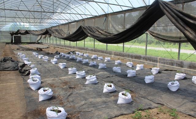 無土栽培袋式栽培.jpg 無土栽培袋式栽培.jpg