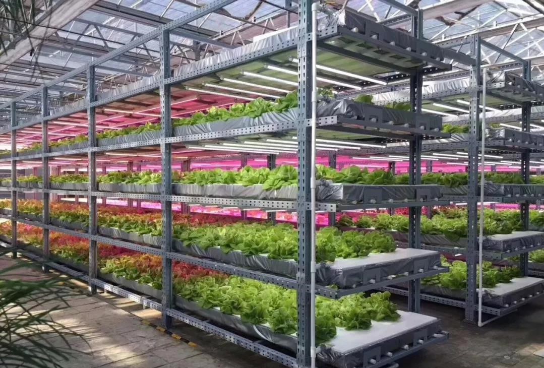 無土栽培.jpg 無土栽培.jpg