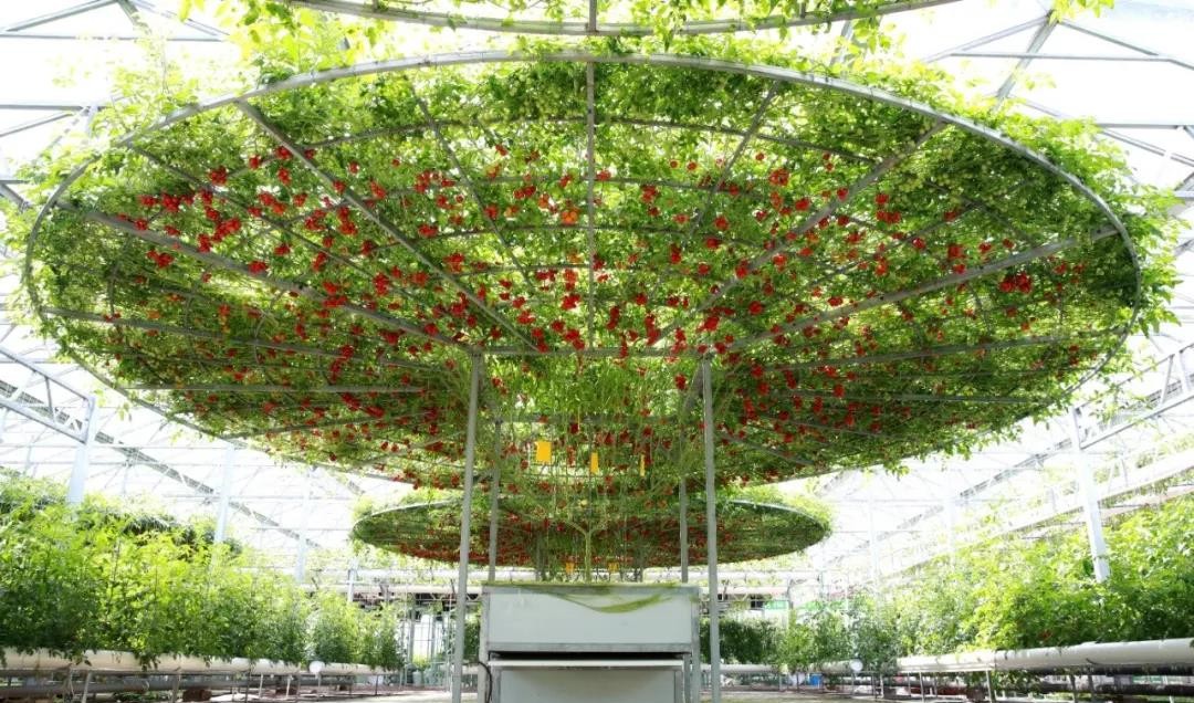 無土栽培.jpg 無土栽培.jpg