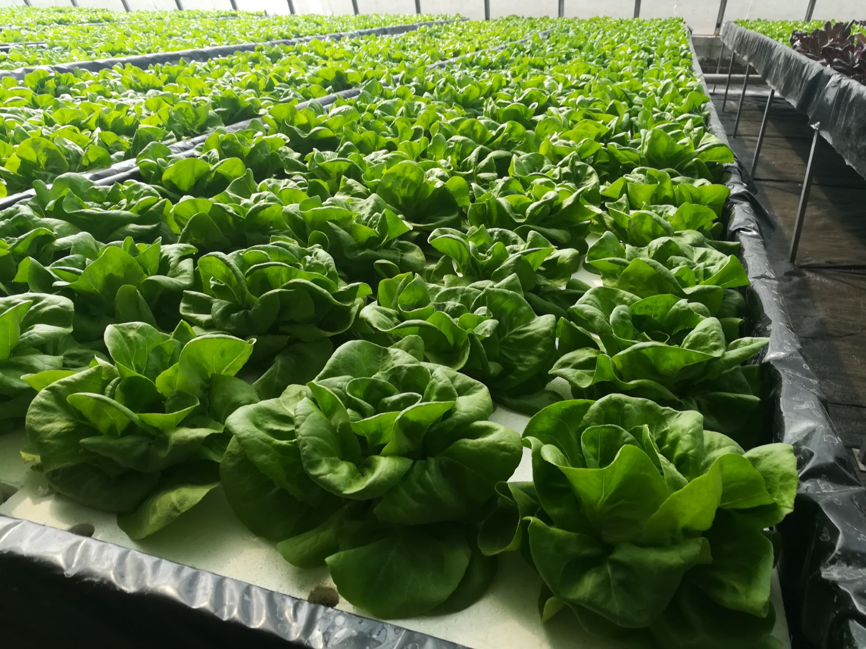 無土栽培水培.jpg 無土栽培水培.jpg