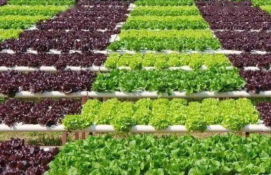 無土栽培.jpg 無土栽培.jpg