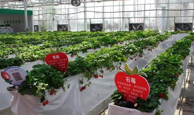 無土栽培單層高架基質栽培.jpg 無土栽培單層高架基質栽培.jpg