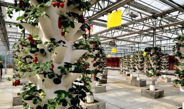 無土栽培立柱式栽培.jpg 無土栽培立柱式栽培.jpg