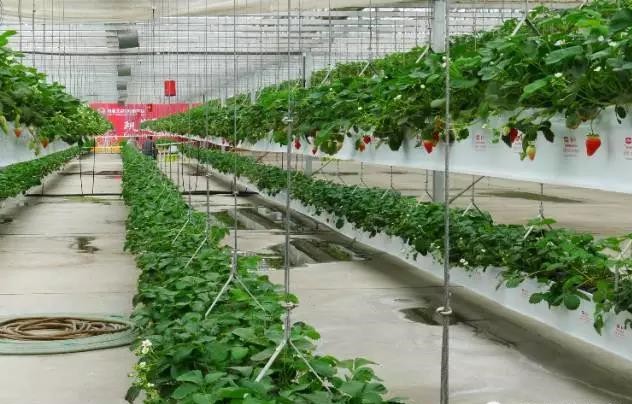 無土栽培天瀑草莓種植模式.jpg 無土栽培天瀑草莓種植模式.jpg