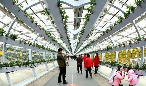 無土栽培草莓創(chuàng)意連廊.jpg 無土栽培草莓創(chuàng)意連廊.jpg