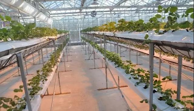 無土栽培雙層巖棉栽培模式.jpg 無土栽培雙層巖棉栽培模式.jpg