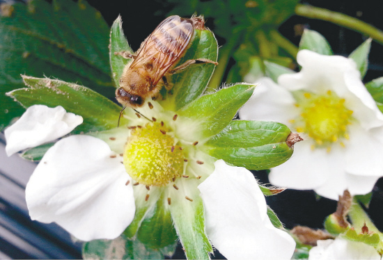 無土栽培草莓授粉.jpg 無土栽培草莓授粉.jpg