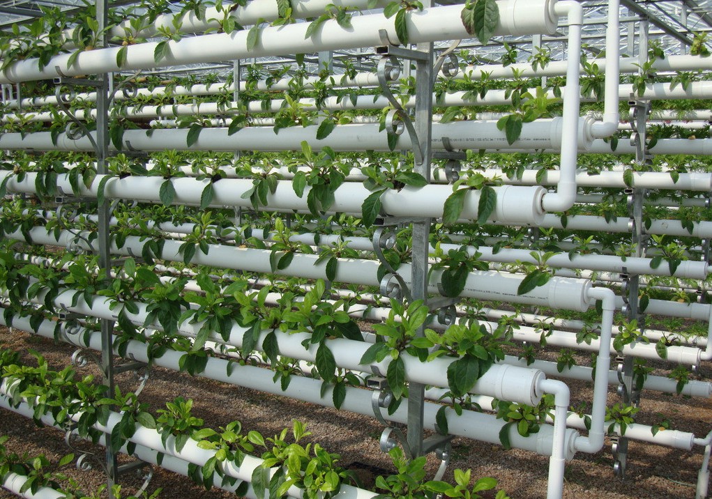 無土栽培管道栽培.jpg 無土栽培管道栽培.jpg