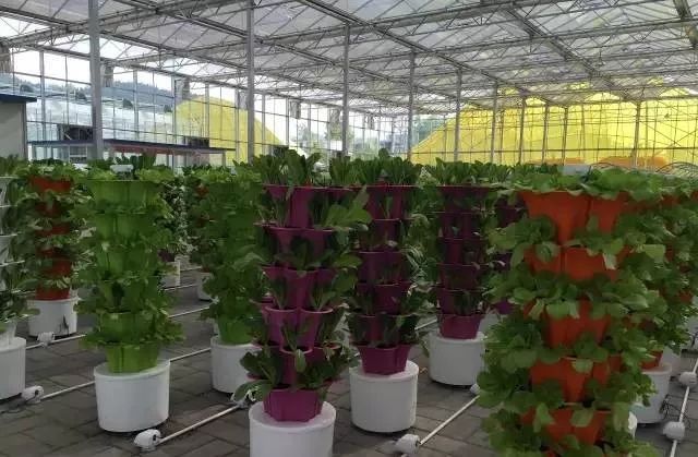 無土栽培立柱栽培.jpg 無土栽培立柱栽培.jpg