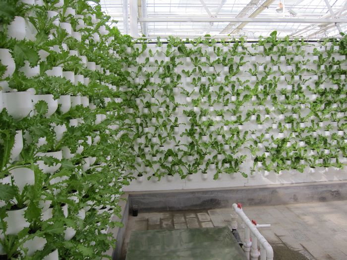 無土栽培墻體栽培.jpg 無土栽培墻體栽培.jpg