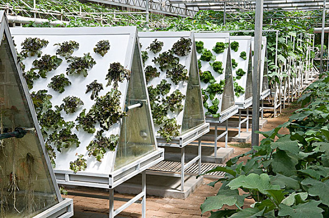 無土栽培霧培.jpg 無土栽培霧培.jpg