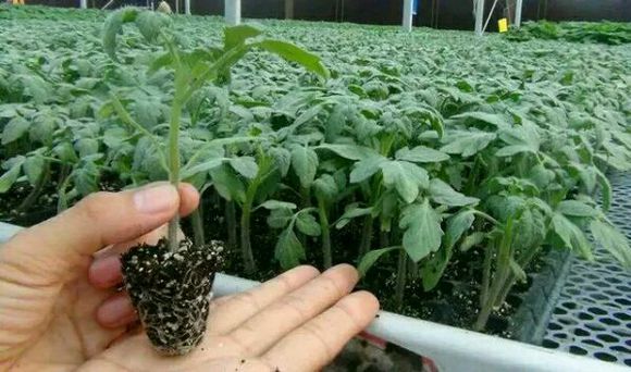 無土栽培基質(zhì)育苗.jpg 無土栽培基質(zhì)育苗.jpg