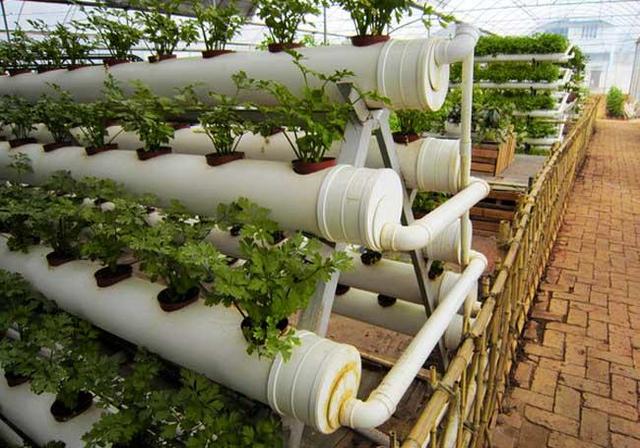 無土栽培水培.jpg 無土栽培水培.jpg