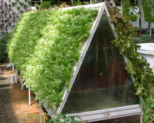 無土栽培霧培.jpg 無土栽培霧培.jpg