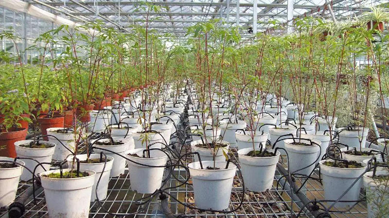 無土栽培滴灌系統(tǒng).jpg 無土栽培滴灌系統(tǒng).jpg