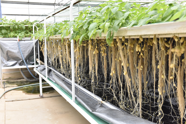 無土栽培霧培.jpg 無土栽培霧培.jpg