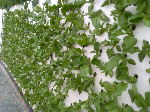 無土栽培霧培定植.jpg 無土栽培霧培定植.jpg