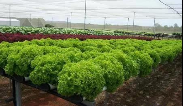 營養(yǎng)液膜技術(shù)(NFT).jpg 營養(yǎng)液膜技術(shù)(NFT).jpg