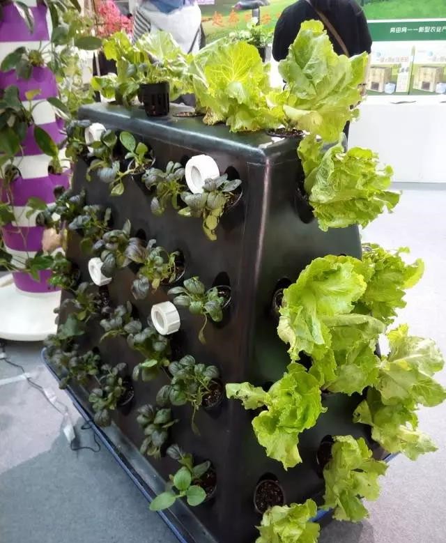 無土栽培氣霧培.jpg 無土栽培氣霧培.jpg