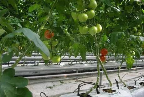 無土栽培栽培袋技術(shù).jpg 無土栽培栽培袋技術(shù).jpg