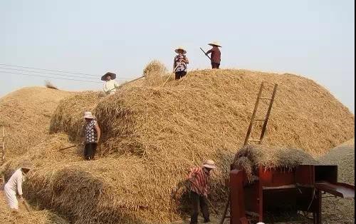 無土栽培基質(zhì)--作物秸稈.jpg 無土栽培基質(zhì)--作物秸稈.jpg