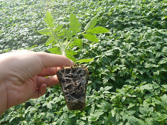 無土栽培--番茄苗期管理.jpg 無土栽培--番茄苗期管理.jpg