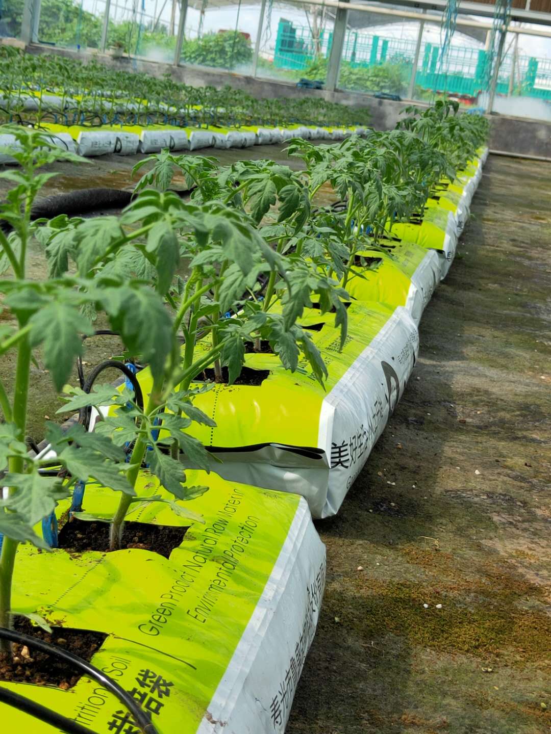 無土栽培--番茄定植.jpg 無土栽培--番茄定植.jpg